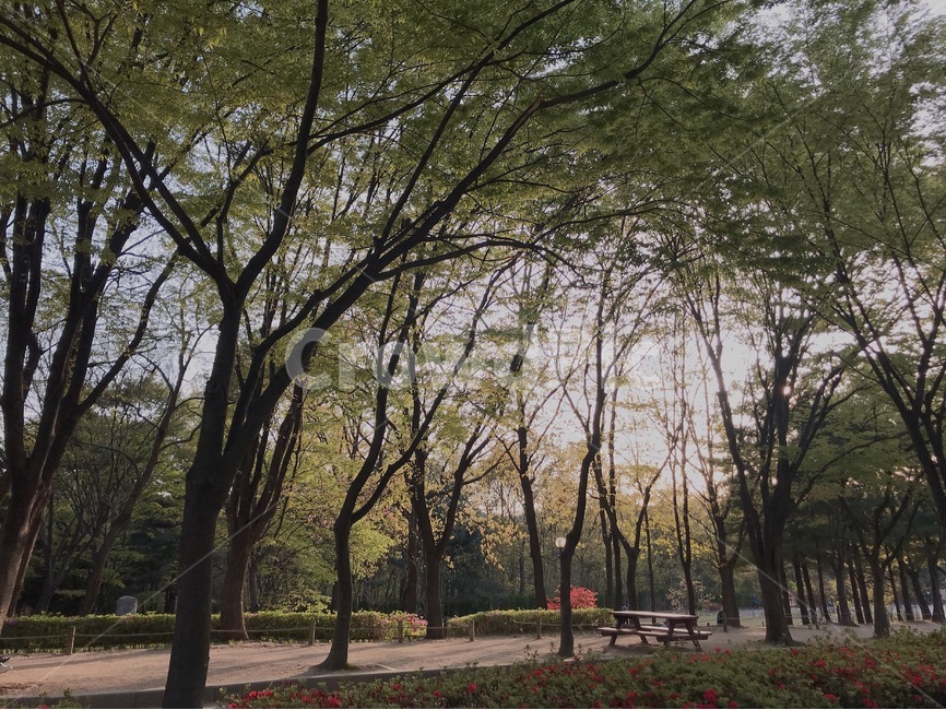 자연,인천대공원,소풍,나무,나들이,산책