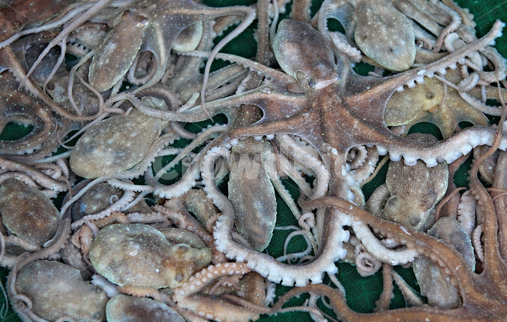 산낙지,회,연체동물,먹거리,음식,자연,시장,마트,마켓,market,mart,market place,음식,식재료,요리,food,cook,meal,dishes,food reserves,수산물,해산물,fishery products,seafood