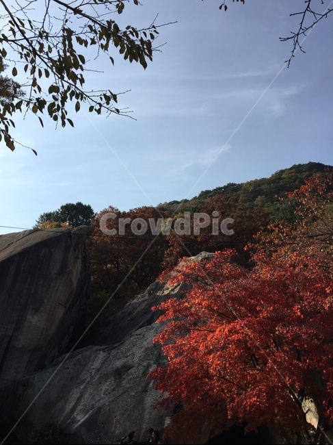 자연,단풍,식물,tree,나무,가을,가을,계절,fall,autumn,season