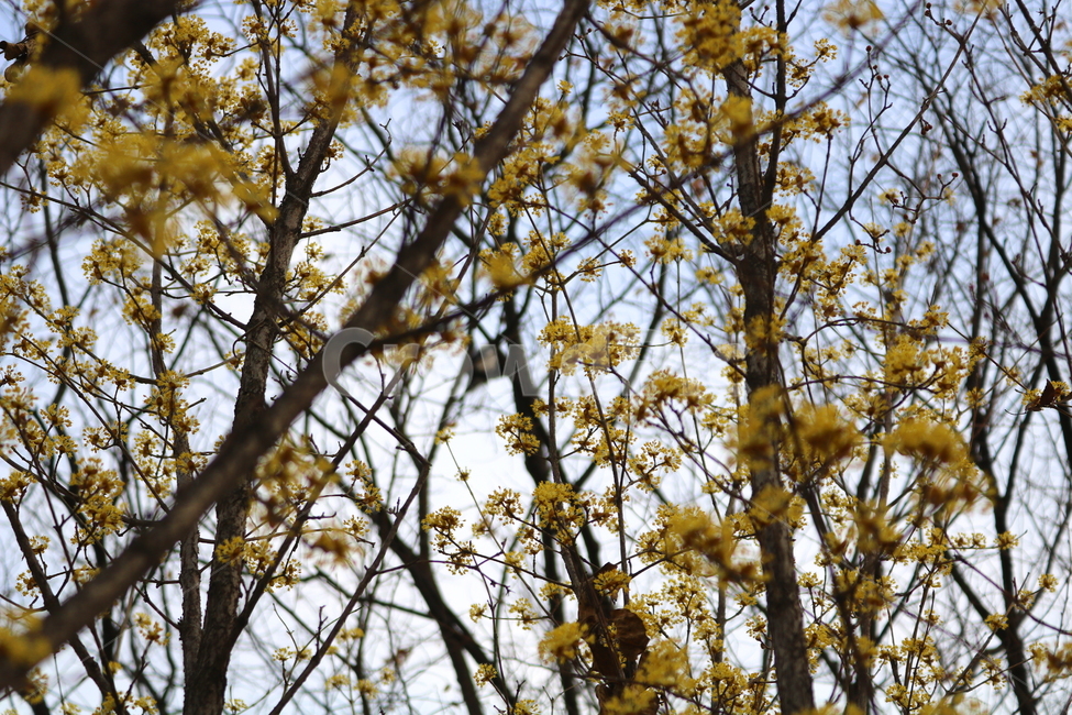 산수유,꽃,산수유꽃,나무,식물,노란꽃,노란색꽃,층층나무,층층나무과,꽃나무,봄,봄꽃,낙엽수,활엽수,계절,자연,노란색