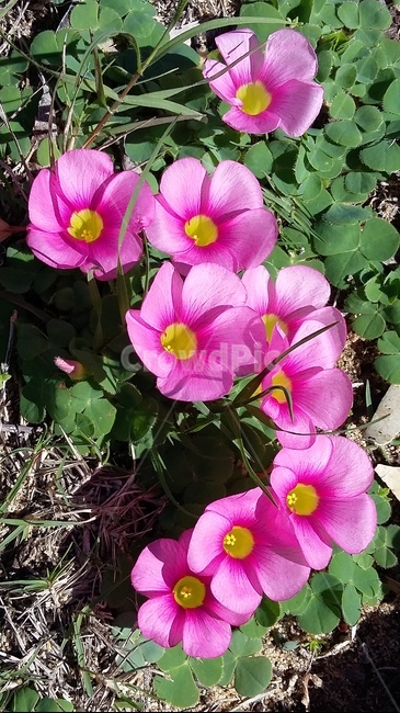 꽃,자연,흙,생기,봄,식물,자연,plants,nature,꽃,flower