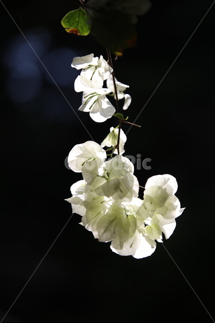 꽃,봄,어둠,하얀색,하얀,매달린,다크,블랙,화이트,봄,계절,spring,season,식물,자연,plants,nature,꽃,flower,plant,blossom