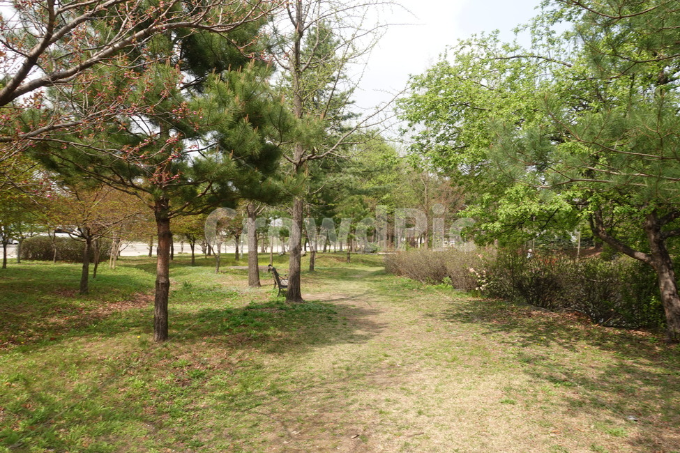 자연,잔디,숲,야외,outdoors,나무,tree,식물,plant