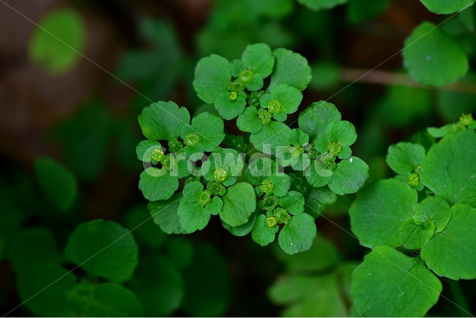 가지괭이눈,야생화,꽃,식물,자연,생태,플라워,flower,plants,nature,식물,자연,plants,nature