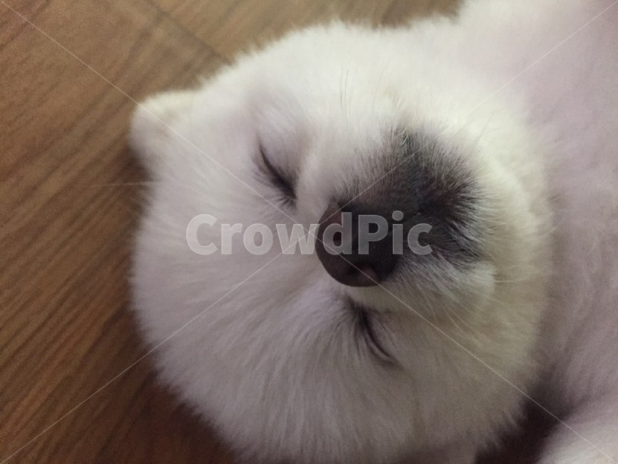 강아지,편안함,dog,doggy,포메라니안,포메,귀여움,클로즈업,흰색,동물,애견,animal,mammal,개,애완동물,반려견,새끼,예쁜강아지,귀여운강아지,멍멍이,동물,animal,포유류,mammal,개,강아지,dog,doggy