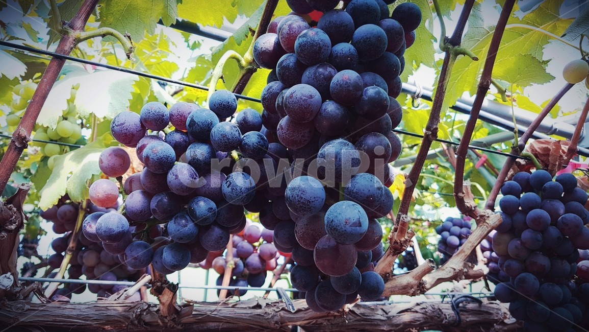 포도,안성포도,과일,청포도,food,음식,식물,grapes
