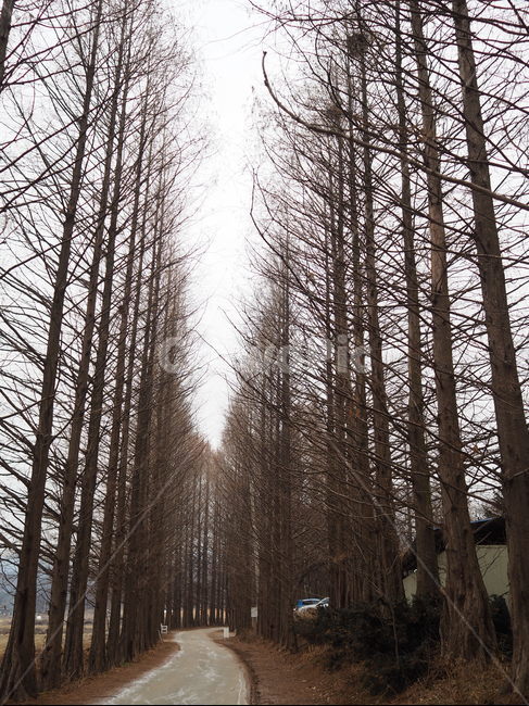 tree,나무,plant,식물,메타세콰이어길,겨울,겨울나무,겨울풍경,자연,풍경
