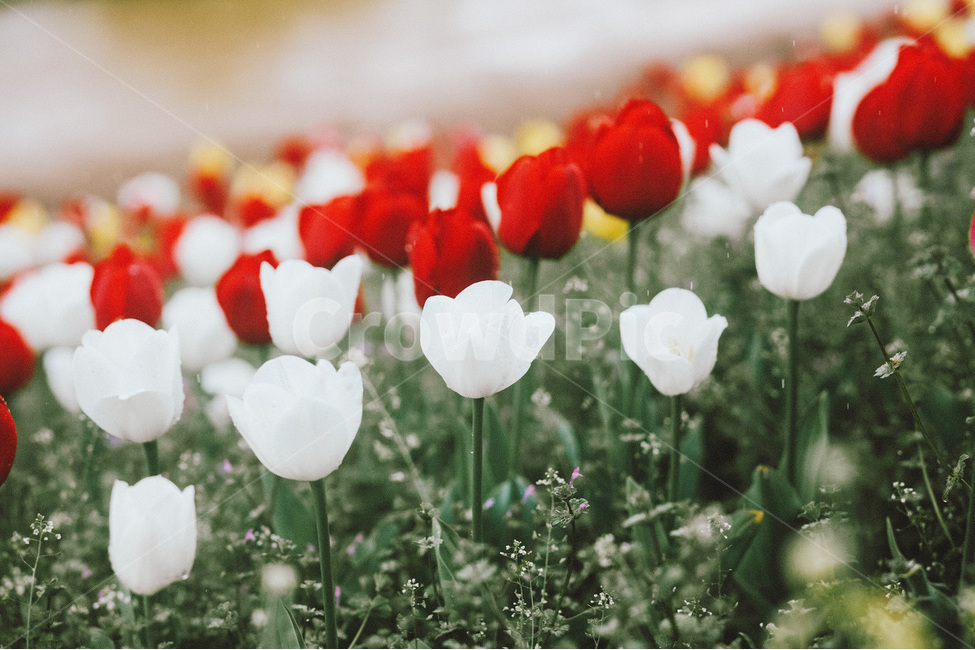 튤립,꽃,축제,튤립축제,봄,스냅,감성사진,필름,필카,필름사진,필름느낌,봄,계절,spring,season,식물,자연,plants,nature,꽃,flower,감성,sensible,feeling,plant,blossom