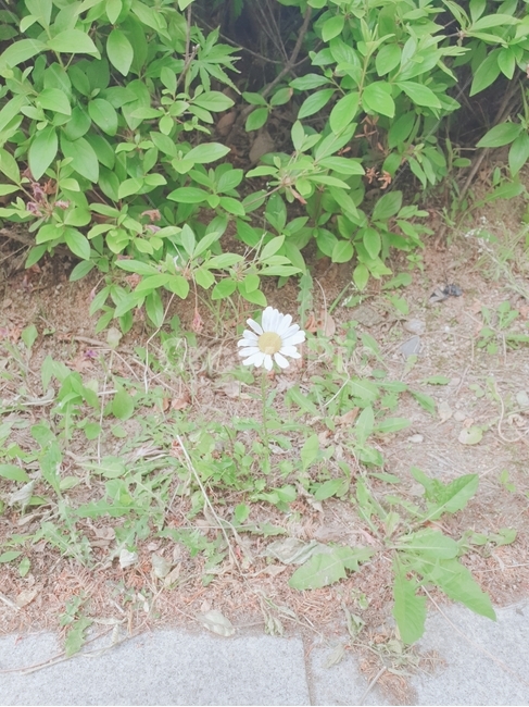 식물,꽃,flower,plant,흰색,식물,자연,plants,nature,꽃,flower