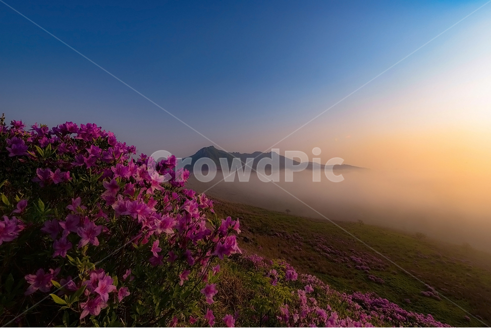 운해,황매산,철쭉,구름바다,파란하늘,합천황매산,일출,봄,계절,spring,season,자연,풍경,nature,landscape,한국자연풍경,한국자연경관,korea nature landscape,식물,plants,꽃,flower,outdoors,옥외,blossom,geranium,제라늄,plant