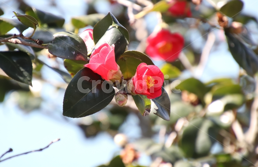 나무,꽃,겨울,봄,동백,식물,자연,plants,nature,꽃,flower