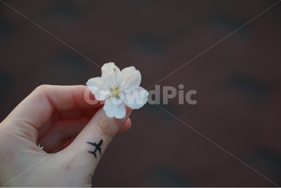 타투,손가락타투,감성,벚꽃,봄,손,비행기,봄,계절,spring,season,식물,자연,plants,nature,꽃,flower,감성,sensible,feeling,skin,피부,plant