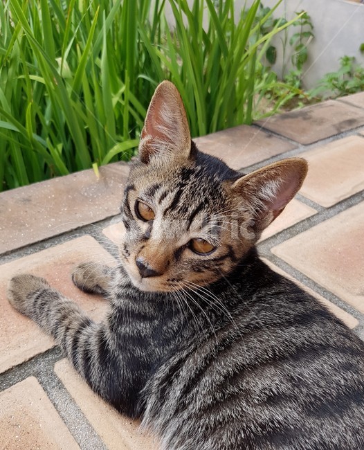 고양이,코숏,줄무늬,동물,애기고양이,잔디,cat,animal