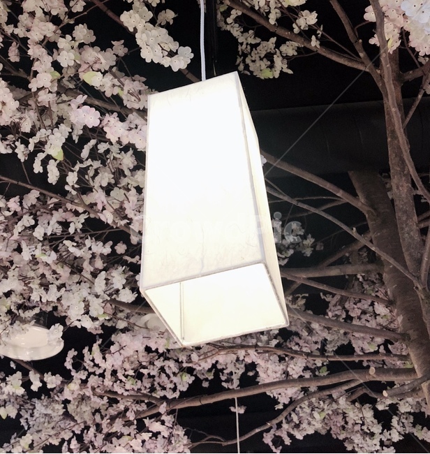 벚꽃나무,벚꽃,한국풍,전통,한지등