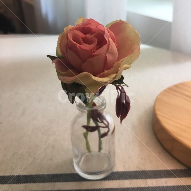 장미,화병,한송이꽃,꽃,유리병,plant,식물,blossom,flower
