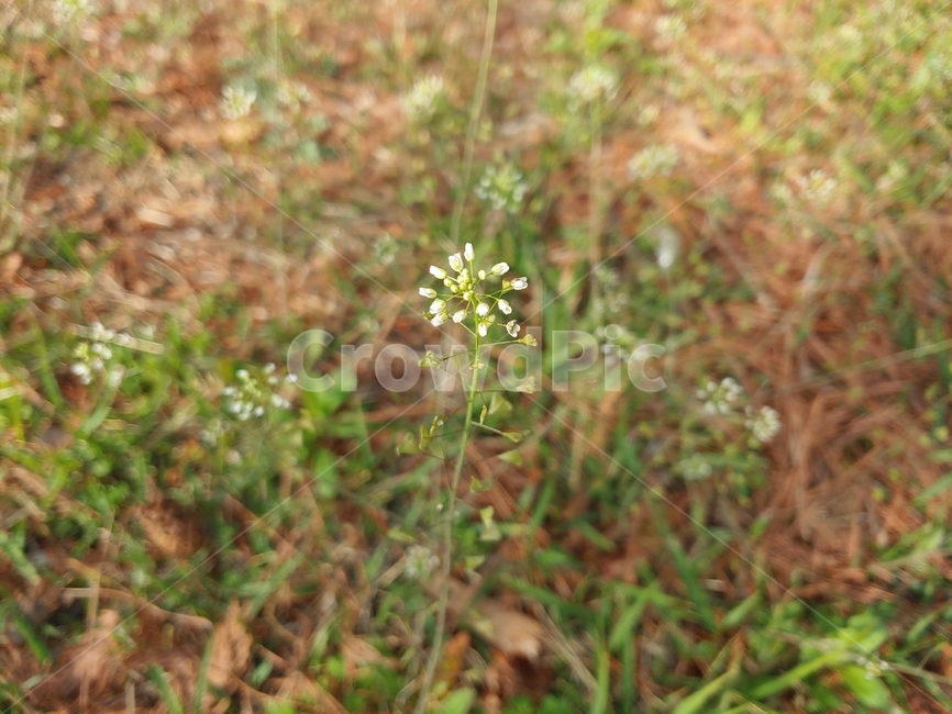 식물,꽃,들꽃,flower,시점