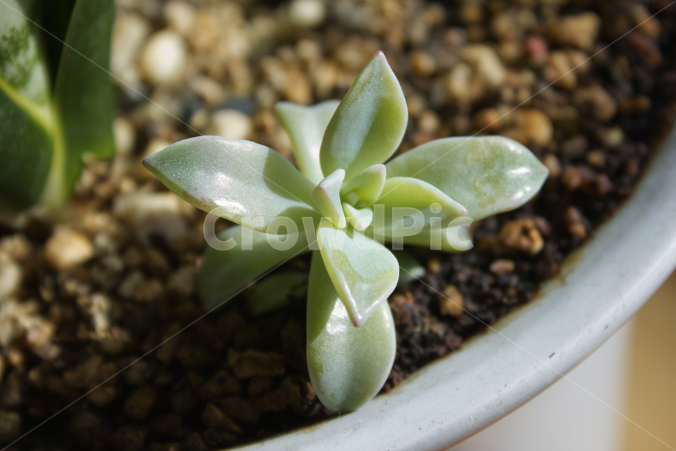 다육식물,식물,자연,graptoveriagilva,녹색,그린,초록색,프리티,잎,잎사귀,나뭇잎,다육이,클로즈업,실내용화초,화분,화초,house plant