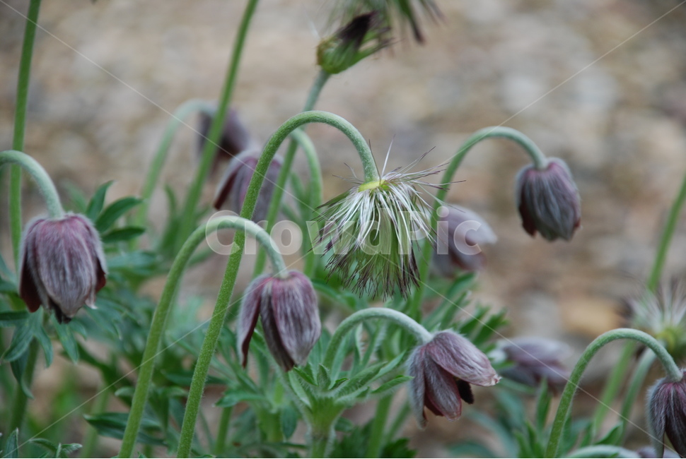 할미꽃,광릉수목원,꽃,노고초,백두옹,식물,자연,plants,nature,꽃,flower
