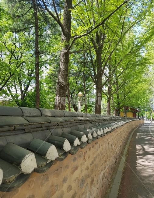 여름,가을,고궁,기와,초록,tree,wood,식물,나무,plant,path,가을,계절,fall,autumn,season,통로