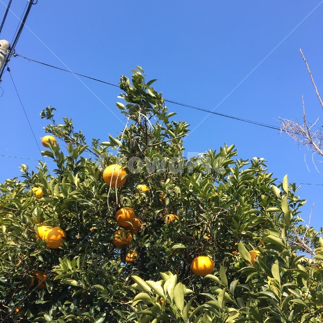 나무,귤나무,과일,귤,겨울,식물,자연,plants,nature,과일,열매,fruit