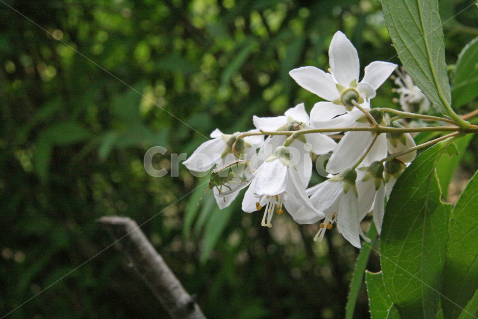 식물,벌레,노린재,꽃,자연,식물,자연,plants,nature,꽃,flower