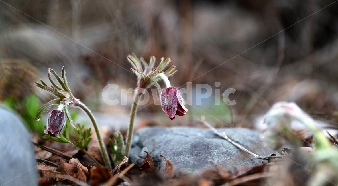 할미꽃,동강,꽃,강,봄,식물,자연,plants,nature,꽃,flower