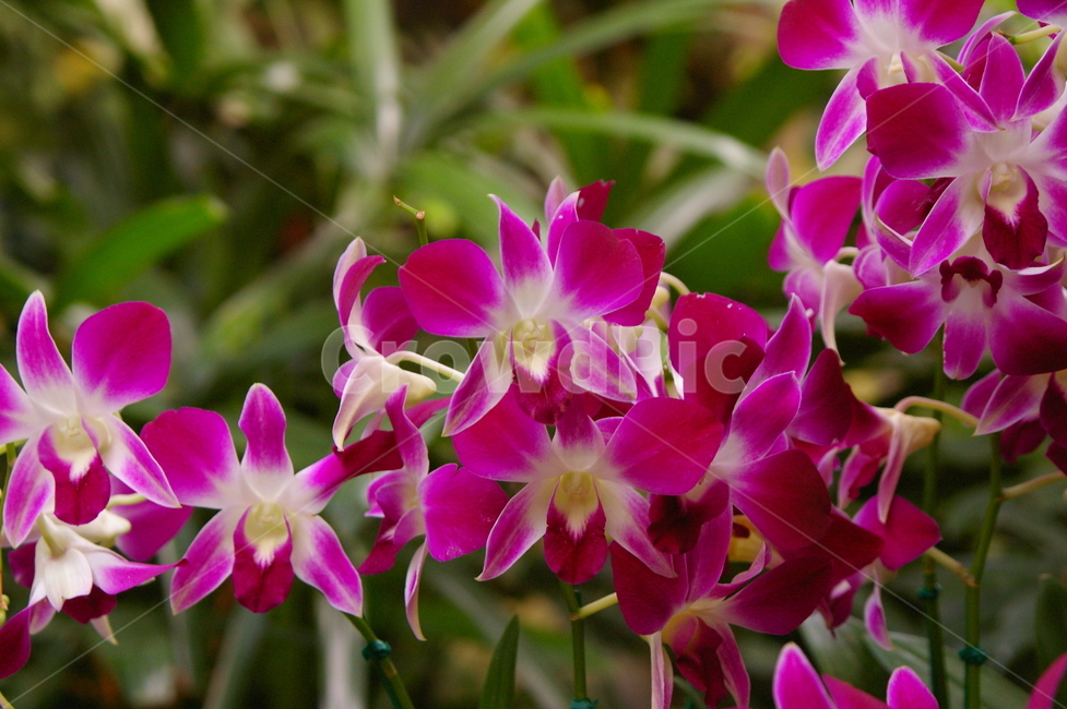 식물,꽃,plant,flower,blossom,식물,자연,plants,nature,꽃,flower