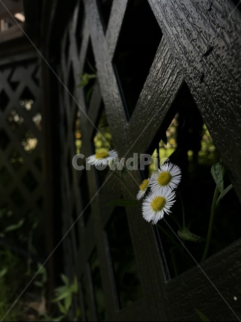꽃,그늘속꽃,flower,springflower,계란꽃