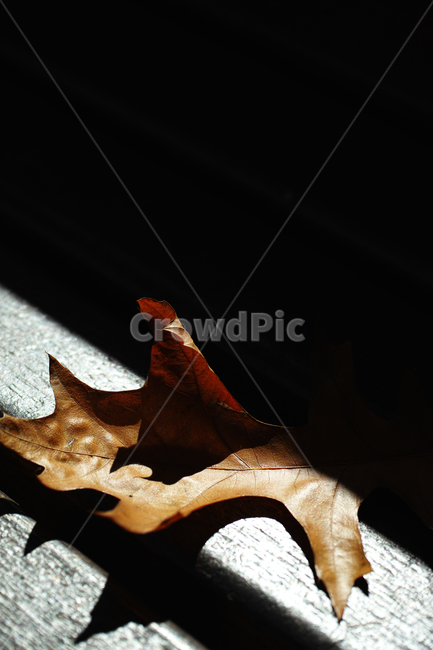 가을,낙엽,가을분위기,쓸쓸함,단풍,가을,계절,fall,autumn,season,식물,자연,plants,nature,plant,leaf,잎,tree,나무