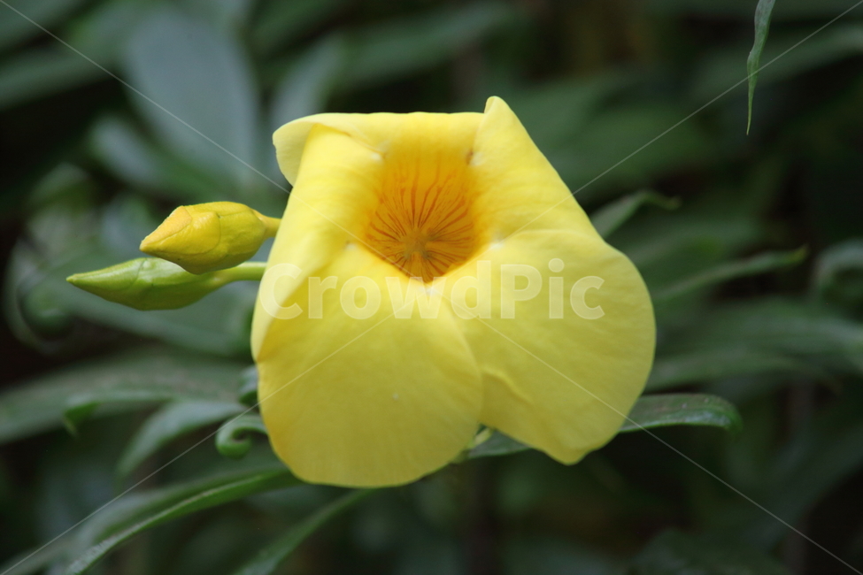 Allamanda,allamanda,yellow,religious plants,flower