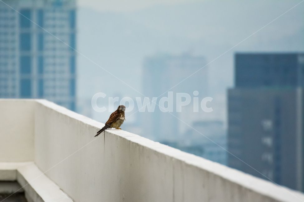 bird,새,animal,동물,황조롱이,맹수,휴식,쉼,사냥,시선,시력,아파트,옥상,난간,희뿌연,황사,시야,앉은,똥,배변,정적,경계,동물,animal,조류,새,birds