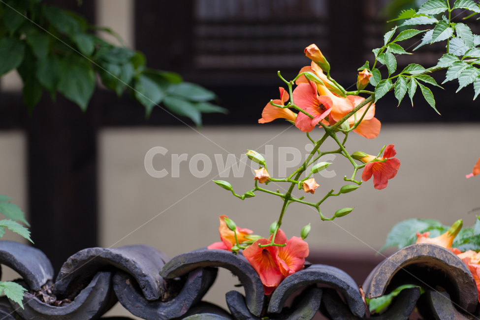 여름,한국적인,꽃,능소화,한국전통,식물,주황색,반영,color,nature,summer,항아리,jar,koreanculture,korean,traditional,plants,flowers,자연,한국전통,한국문화,korean traditional,korean culture,식물,자연,plants,nature,꽃,flower