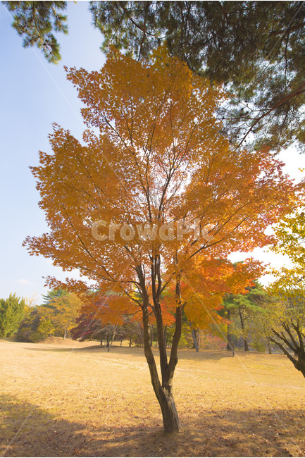 가을,풍경,나무,자연,낙엽,가을,계절,fall,autumn,season,자연,풍경,nature,landscape,식물,plants,나무,trees,wood,tree,plant