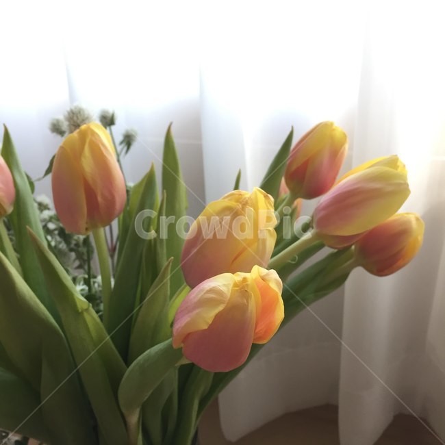 튤립,망고튤립,봄,꽃,노랑,핑크,식물,자연,봄,계절,spring,season,식물,자연,plants,nature,꽃,flower,실내용화초,화분,화초,house plant,인테리어,실내디자인,interior design,plant,blossom