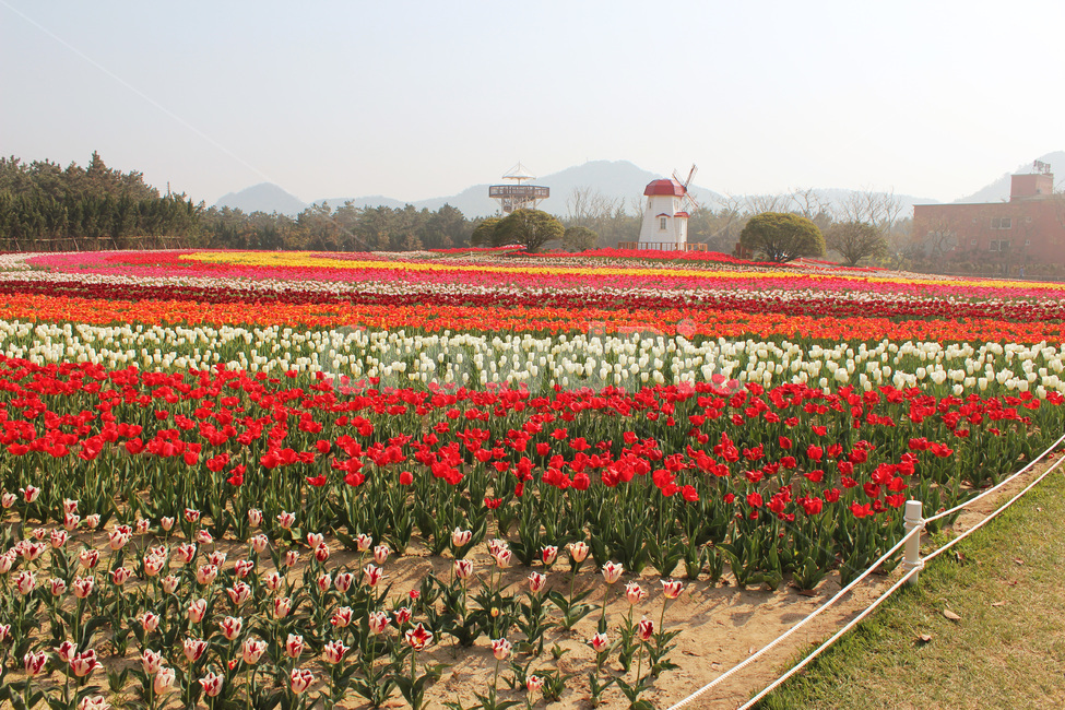 튤립,tulip,flower,blossom,식물,자연,season,plants,nature,야외,풍경,경치,식물,자연,plants,nature,꽃,flower