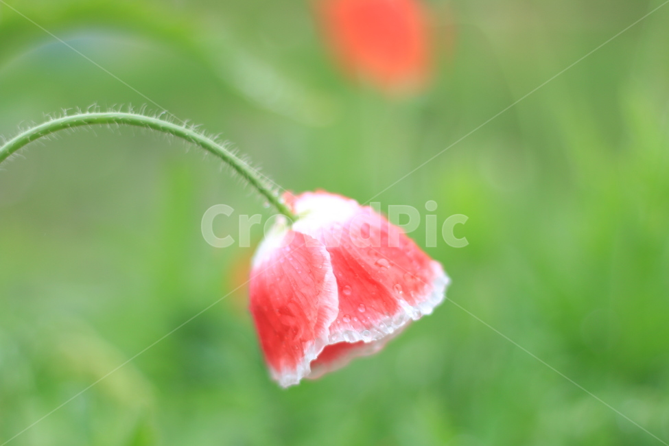여름,시작,양귀비,위로,꽃,식물,자연,plants,nature,꽃,flower