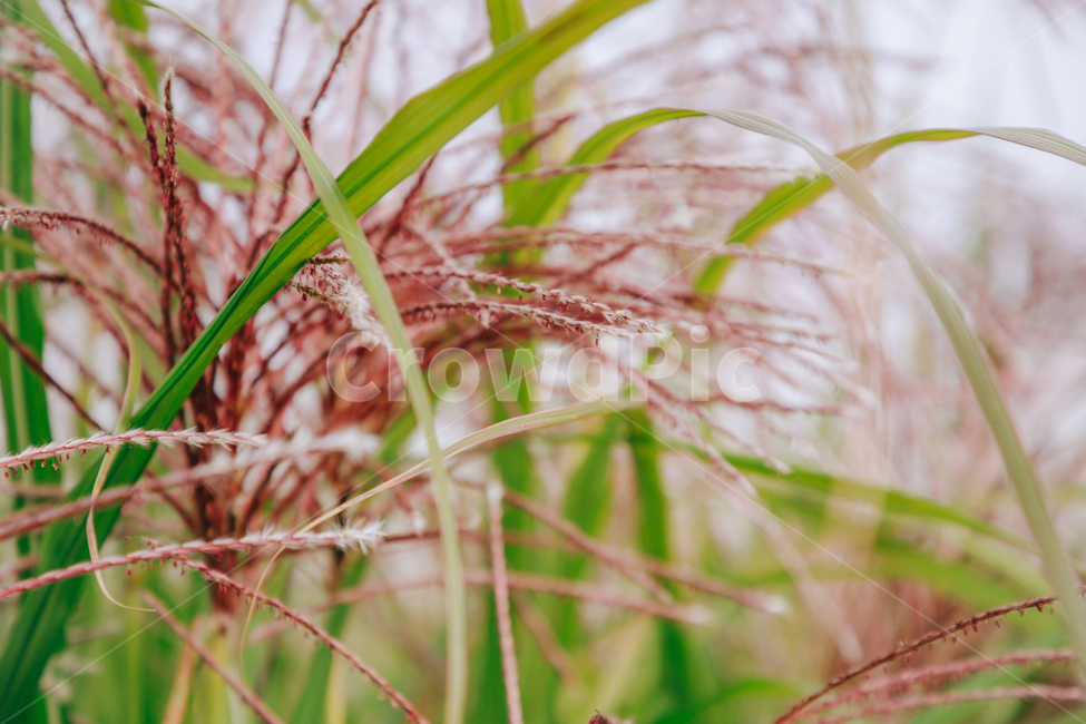 갈대,가을,식물,자연,초록,억새,가을,계절,fall,autumn,season,식물,자연,plants,nature,grass,잔디,plant,lawn,reed