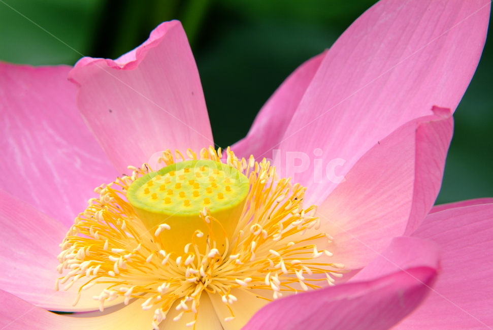 연꽃,연,꽃잎,lotus,수련,꽃,식물,자연,plants,nature,꽃,flower
