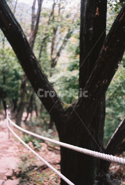 나무,등산,관악산,밧줄,등산로,자연,풍경,nature,landscape