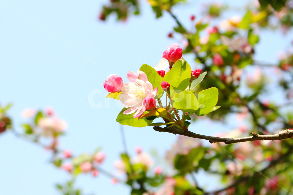 감성사진,봄,꽃,풍경,자연,flower,pink,white,light,빛,색감,하늘,sky,spring,봄,계절,spring,season,식물,자연,plants,nature,꽃,flower,plant