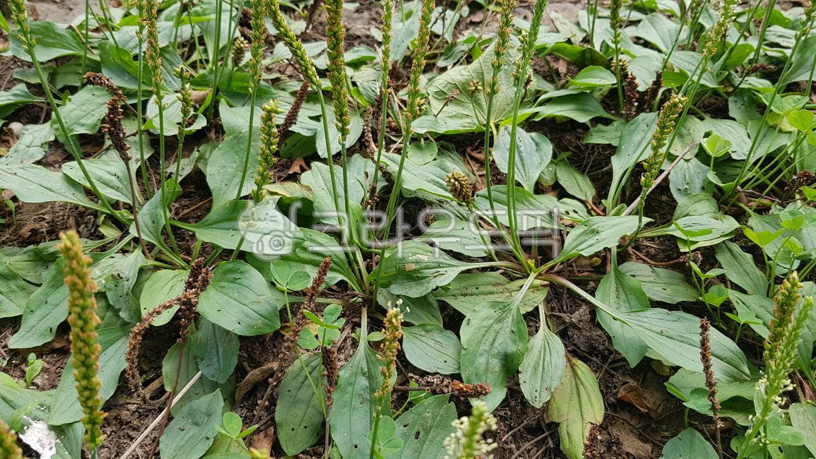 질경이,차전초,나물재료,묵나물재료,식용식물,약용식물,허브식물,잡초,들풀