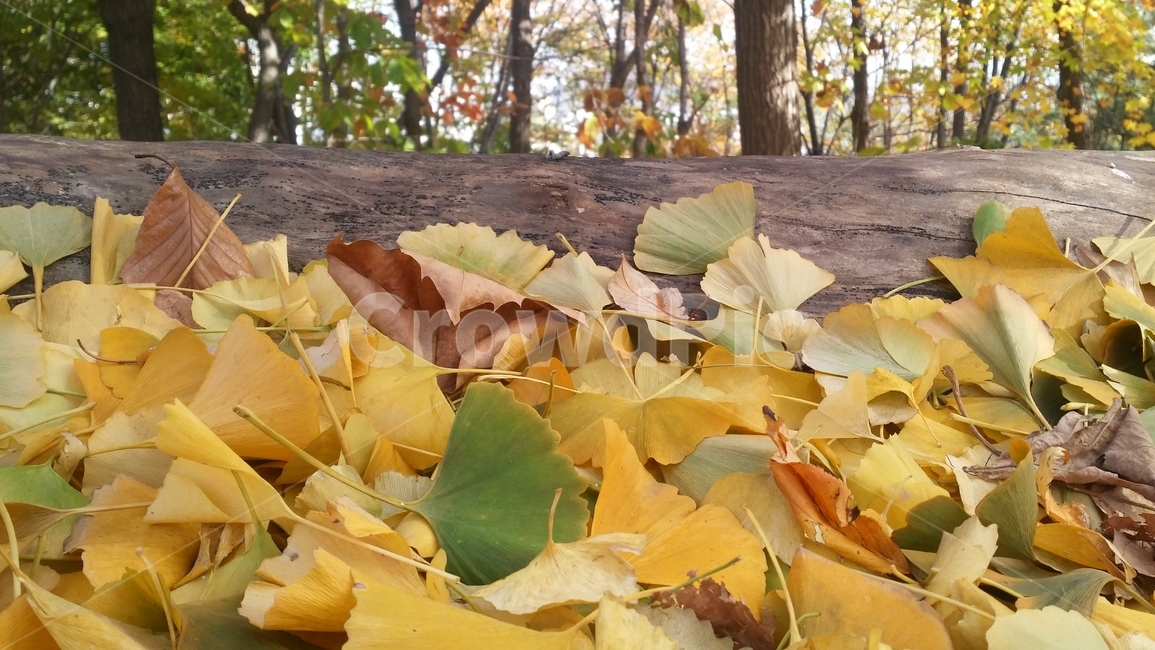 은행나무,나뭇잎,leaf,autumn,가을,산책,산,tree,가을,계절,fall,autumn,season,잎,plant,식물,나무