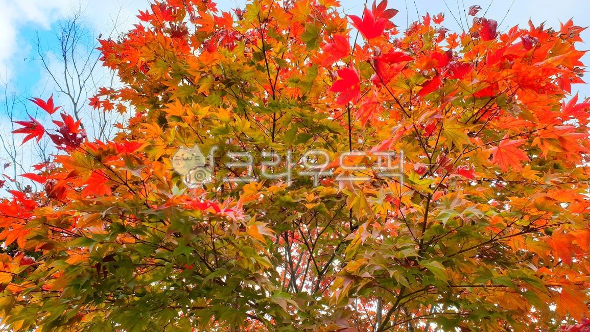 leaf, 잎, 나무, maple, 단풍, 사진,이미지,일러스트,캘리그라피 - 행복감성작가