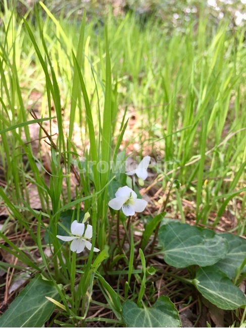 봄꽃,제비꽃,꽃,식물,자연,봄,야생화,nature,plants,식물,자연,plants,nature,꽃,flower