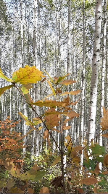 가을풍경,단풍,산행,나무,하늘,숲,풍경,자연,tree,자작나무숲,단풍나무,잎,나무,trees,wood