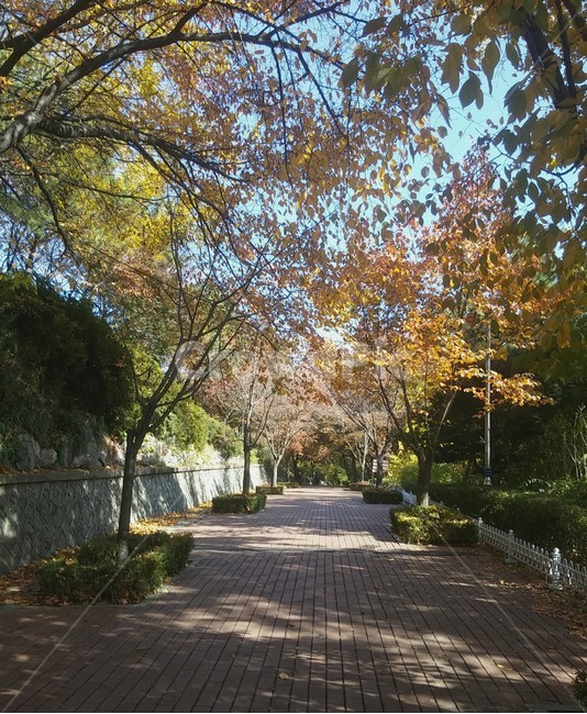 공원,산책로,정원,길,도로,나무,산책