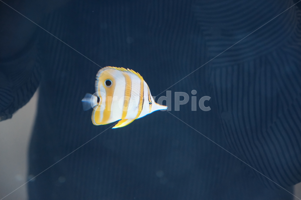 fish,물고기,니모,수족관,바다생물,해양생물