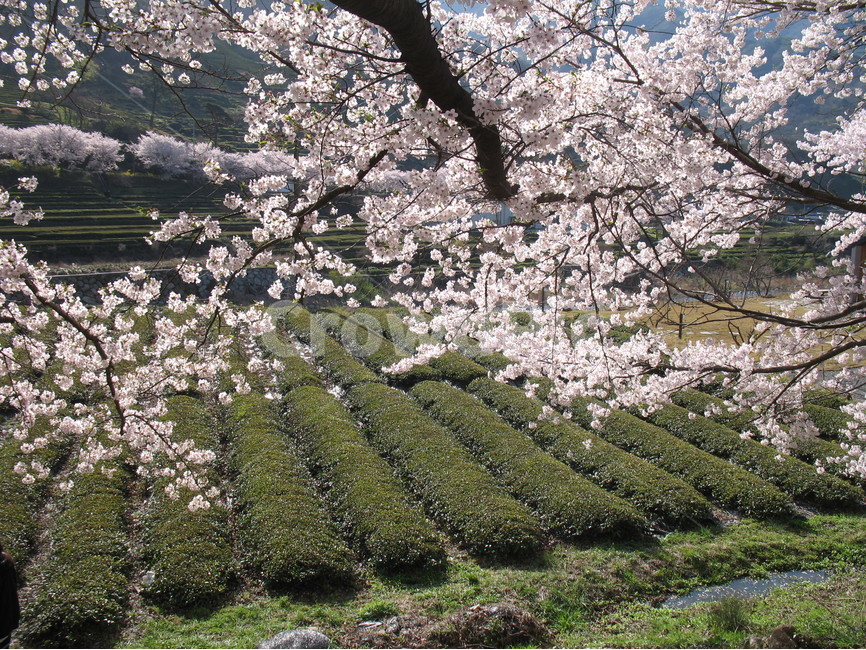 하동,쌍계사,십리벚꽃길,벚꽃축제,차시배지,녹차밭,봄,계절,spring,season,식물,자연,plants,nature,나무,trees,wood,plant