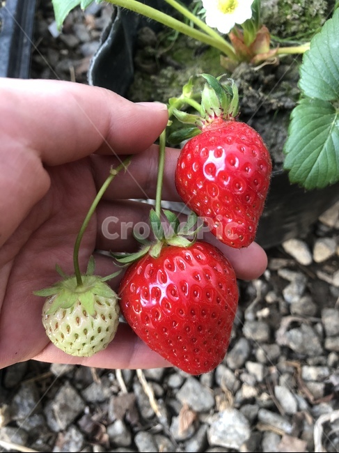 딸기,귀여운딸기,싱싱한딸기,strawbery,싱그러움
