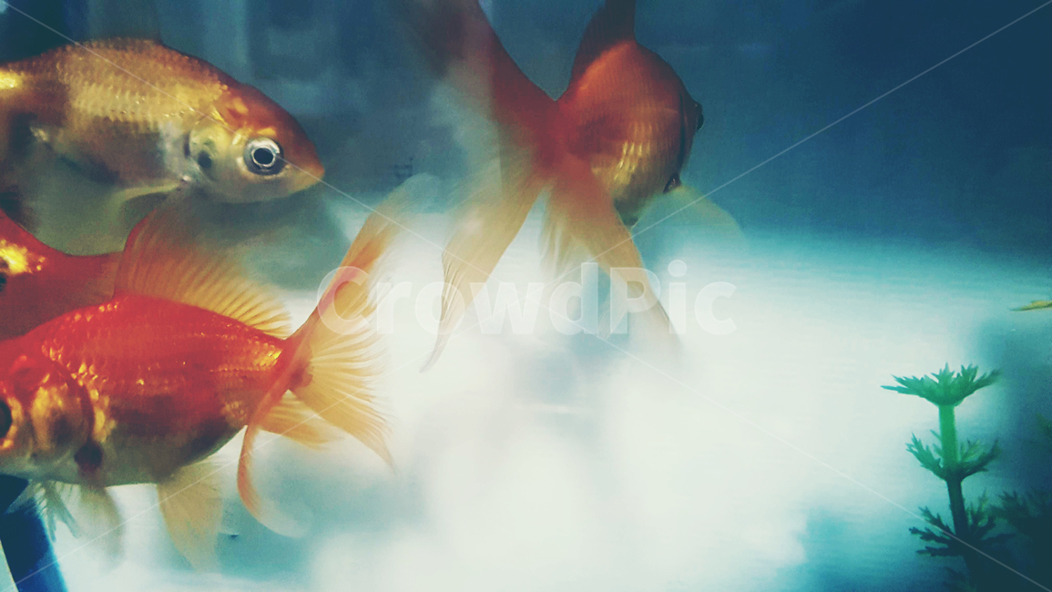 goldfish,금붕어,fish,물고기,animal,동물,어항,동물,animal,어류,물고기,fish